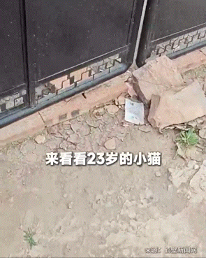 们还要一起走过很多很多年pg电子入口猫咪